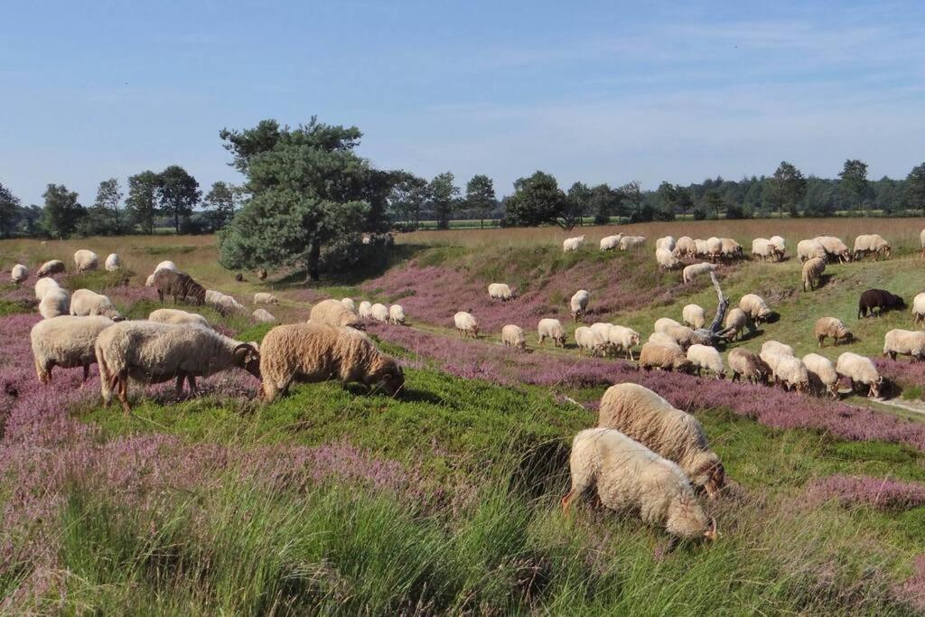 4-6 Persoons Vakantiewoning Met Eigen Tuin Villa Bakkeveen Luaran gambar